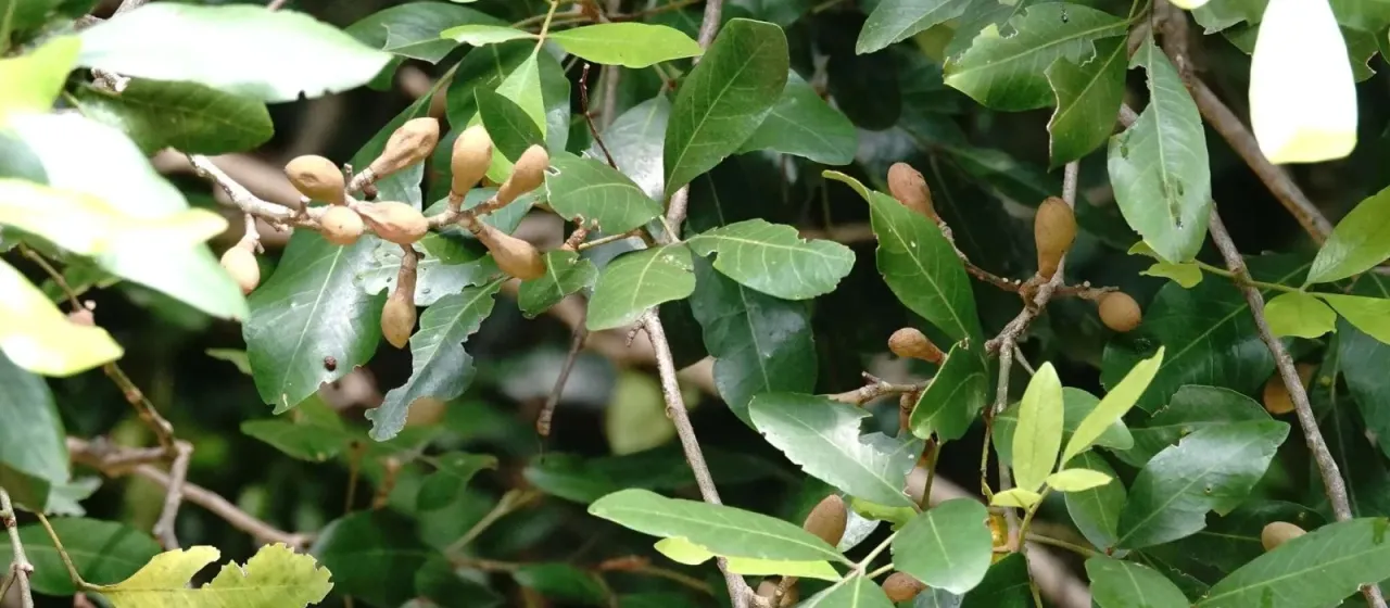 Aglaia elaeagnoidea