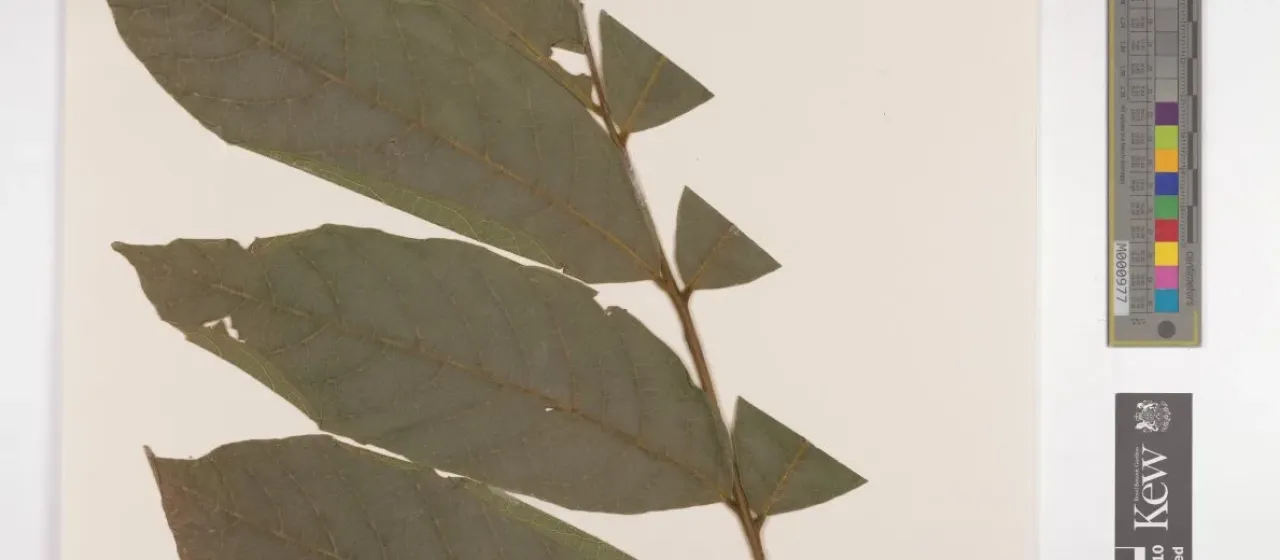 Deinbollia fulvotomentella