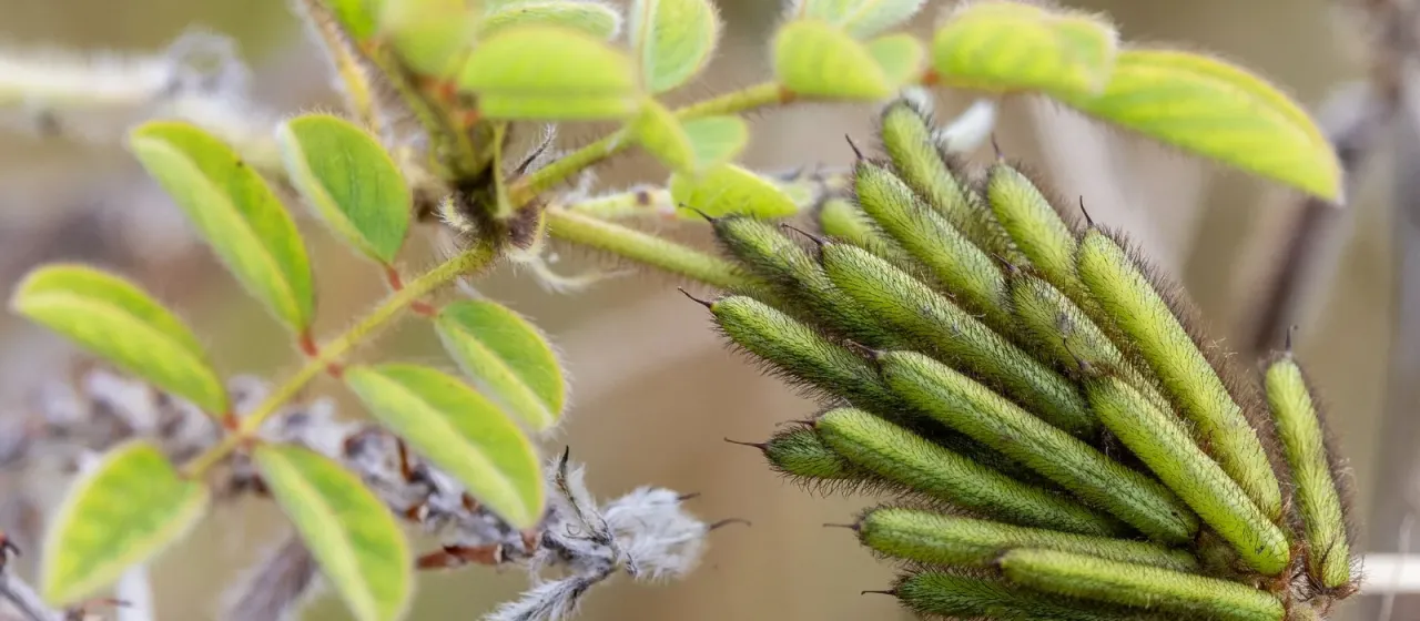 Hairy indigo