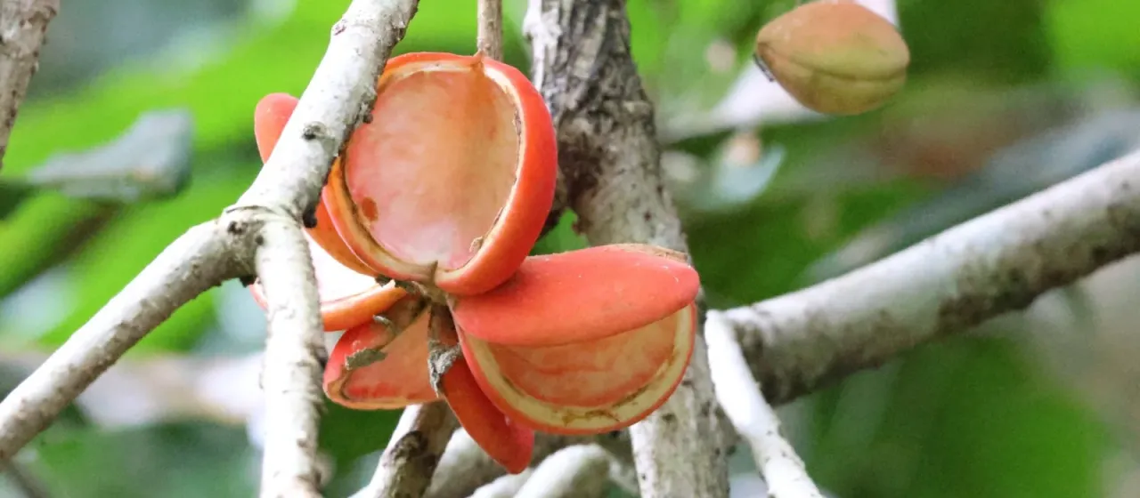 Sterculia parviflora