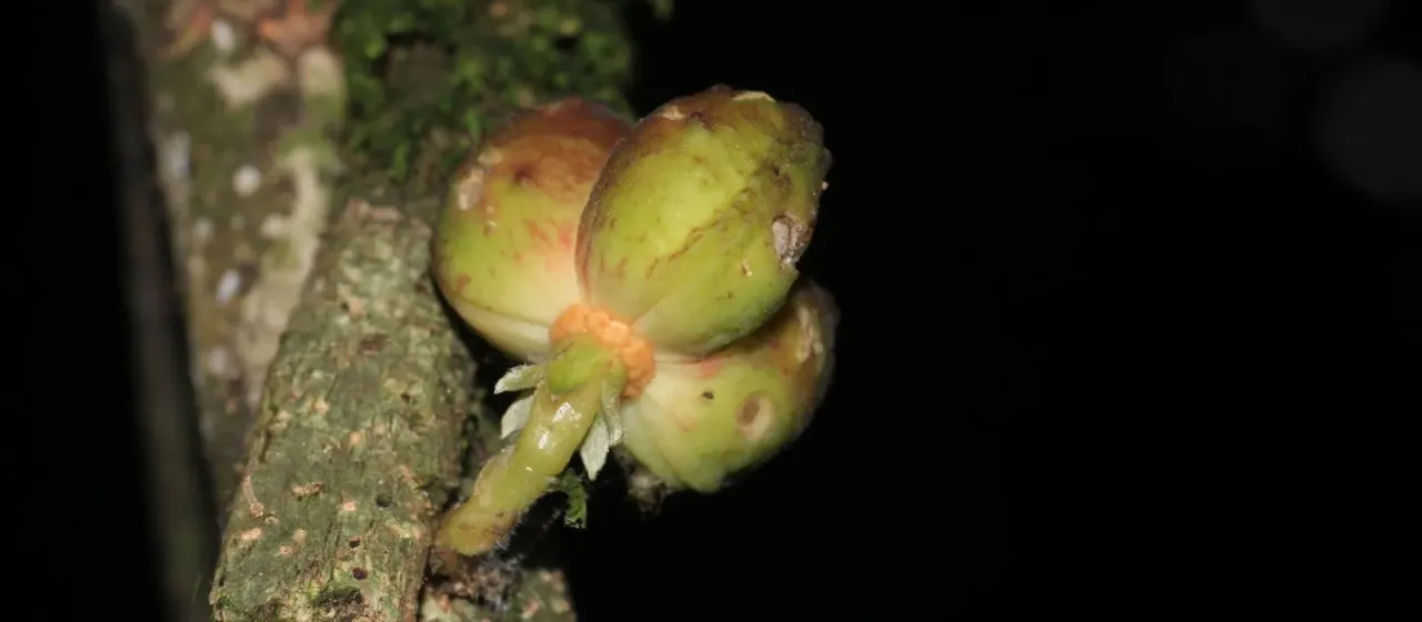 Agrostistachys indica