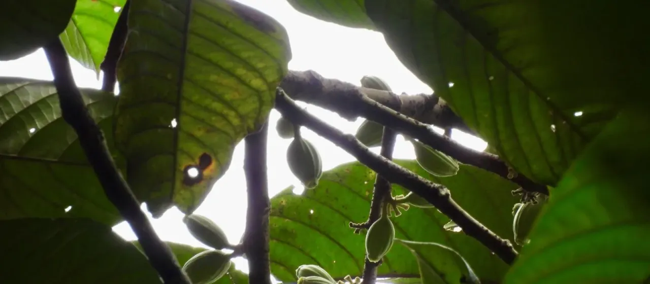 Alangium ridleyi