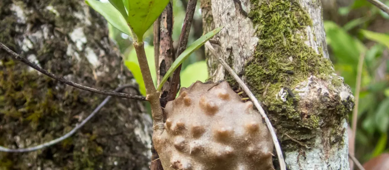 Ant plant