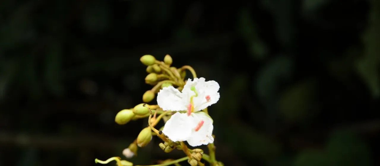 Phanera ornata