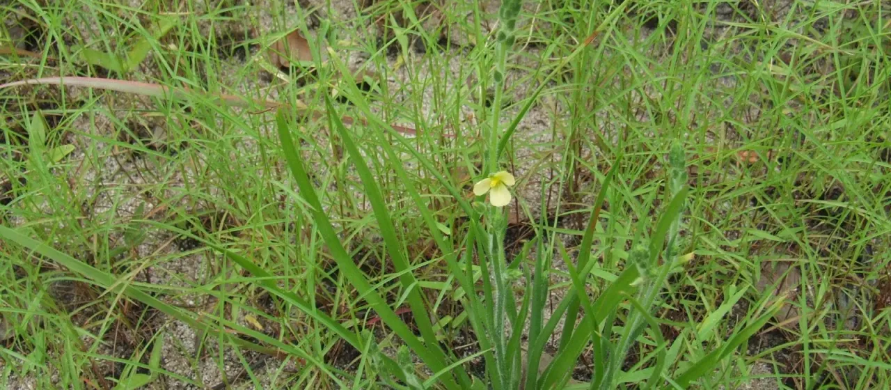 Cartonema parviflorum