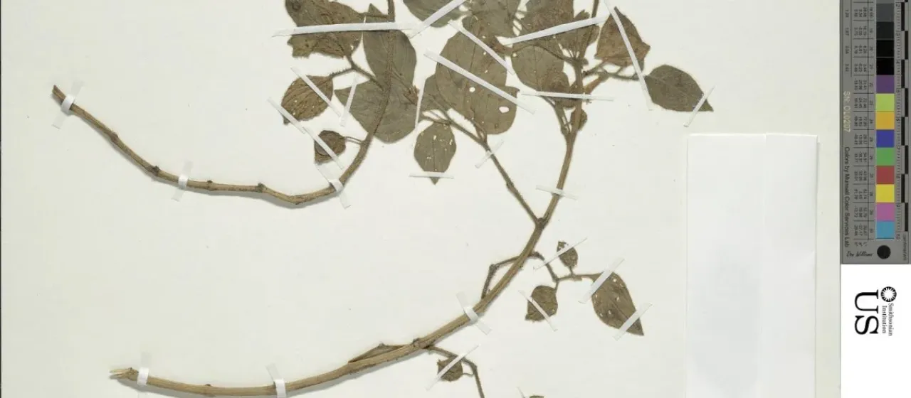 Deprea orinocensis