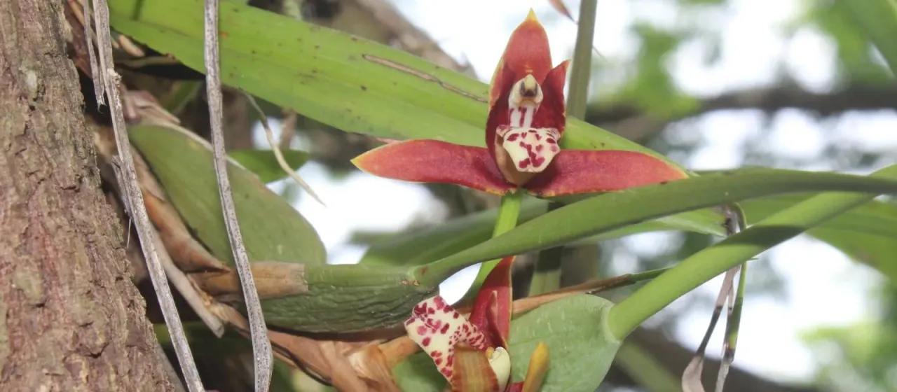 Maxillaria tenuifolia