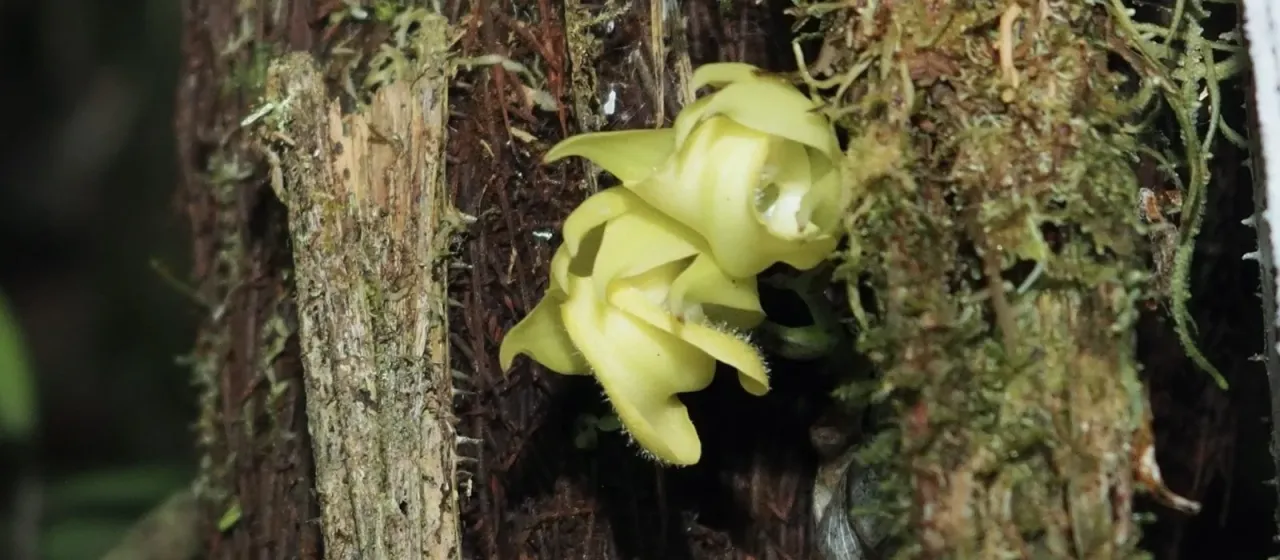 Mormodes variabilis