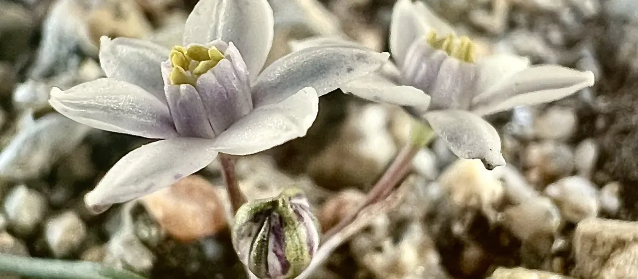 Muilla coronata