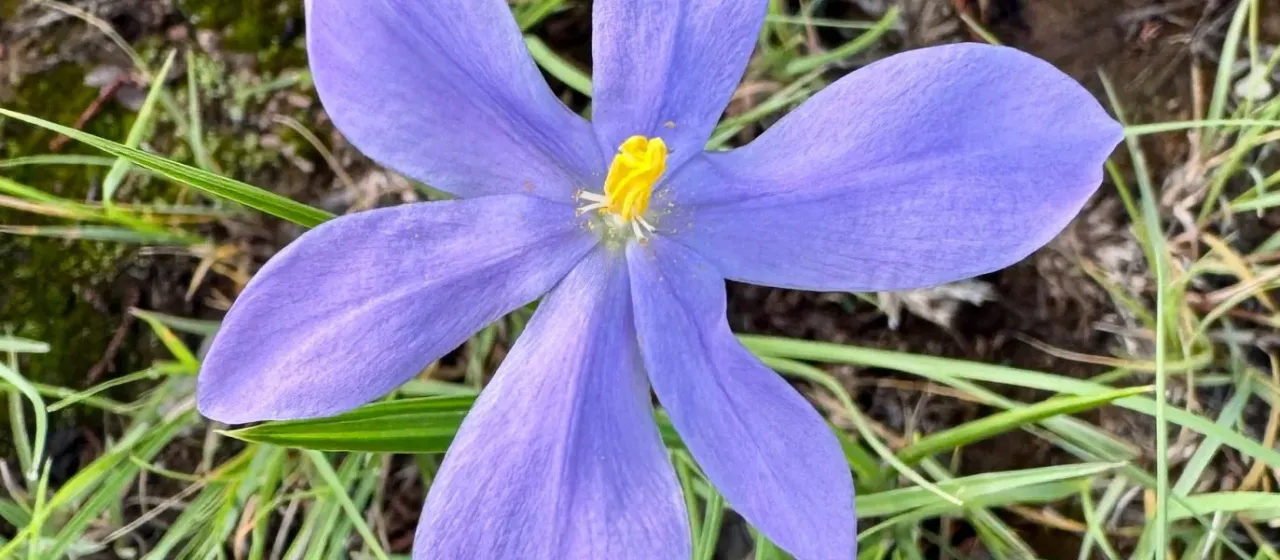 Nemastylis tenuis