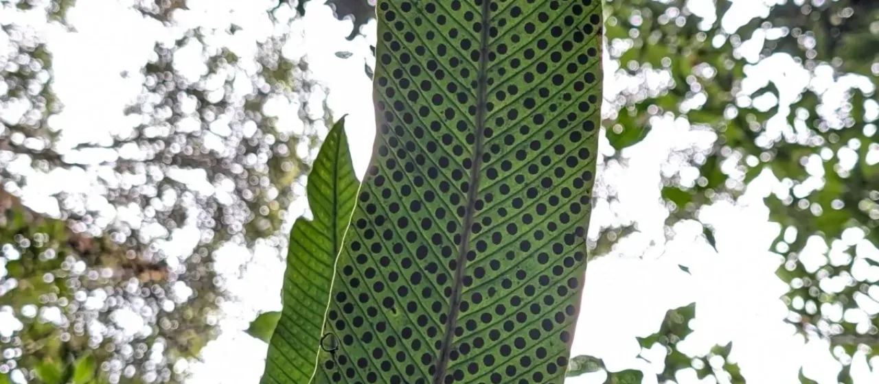 Niphidium crassifolium