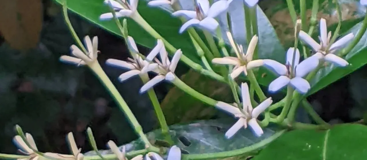 Tarenna fragrans