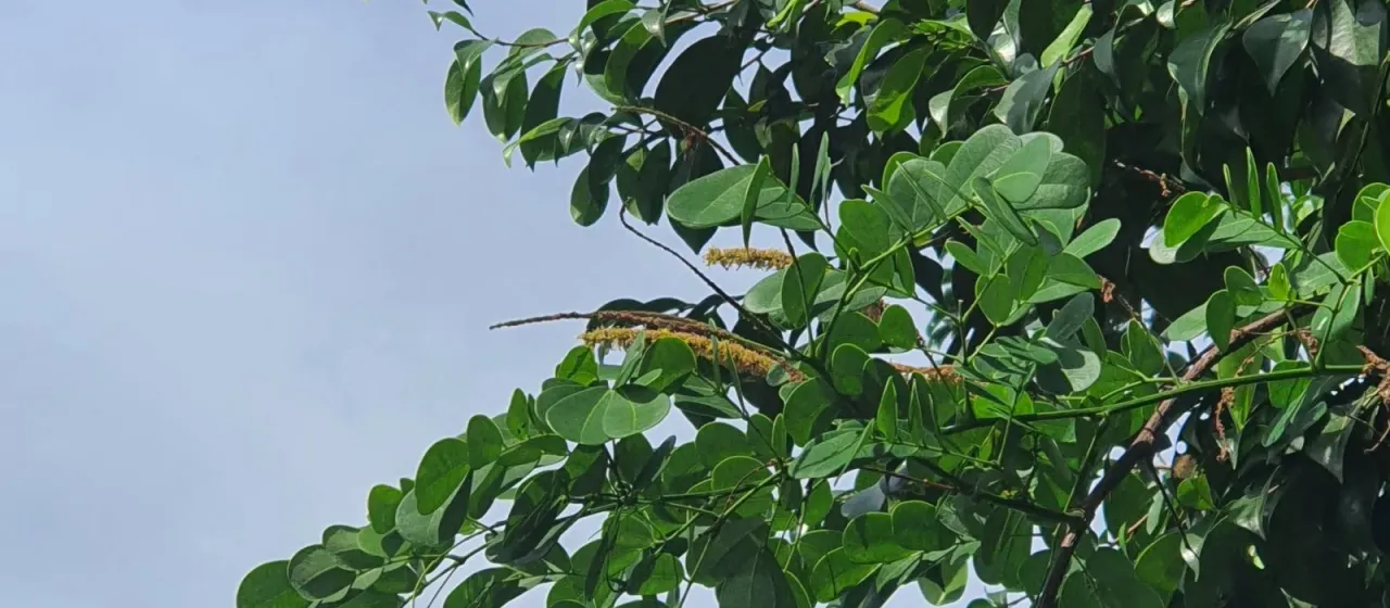 Entada spiralis