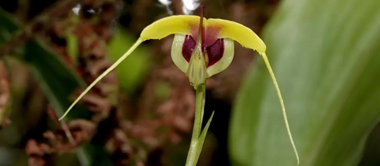 Scaphosepalum grande