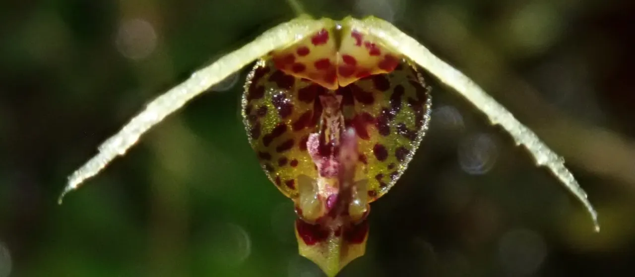 Scaphosepalum beluosum