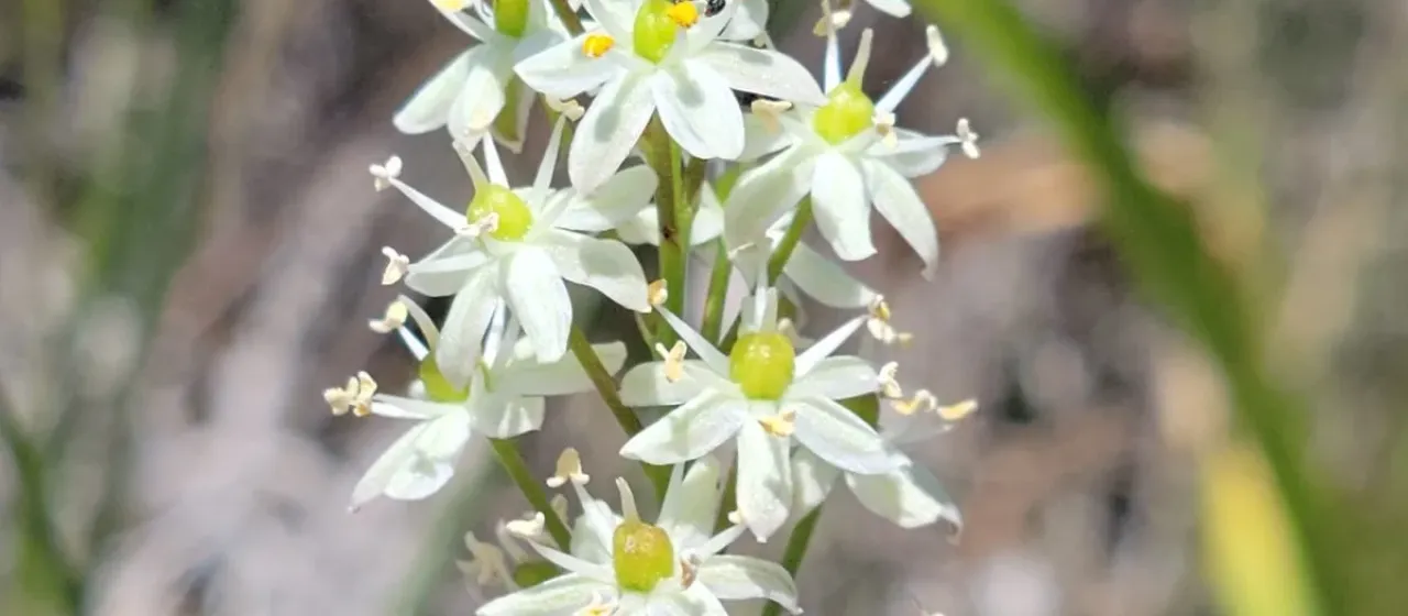 White Schoenolirion