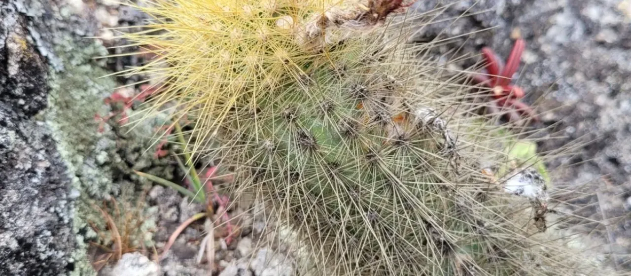 Borzicactus icosagonus