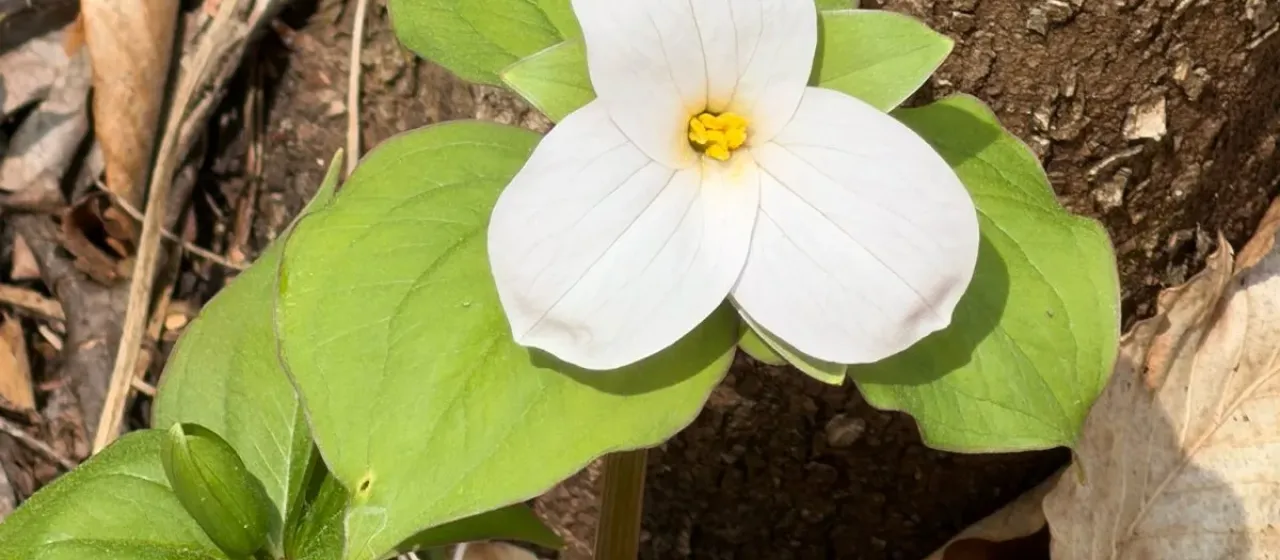 White trillium