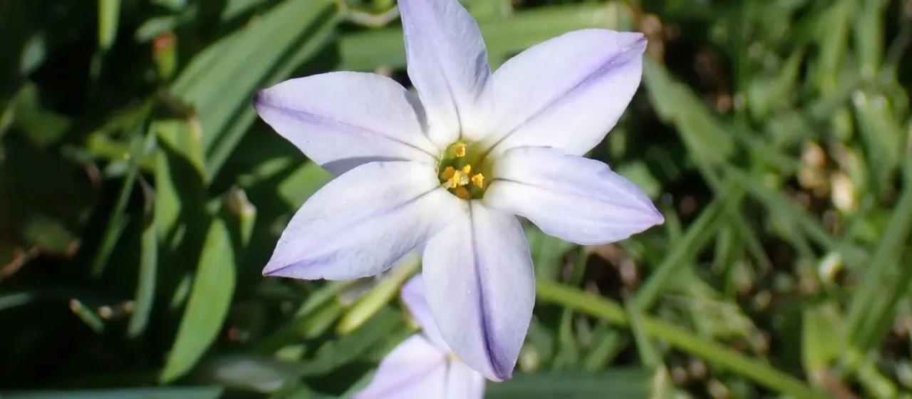 Ipheion uniflorum