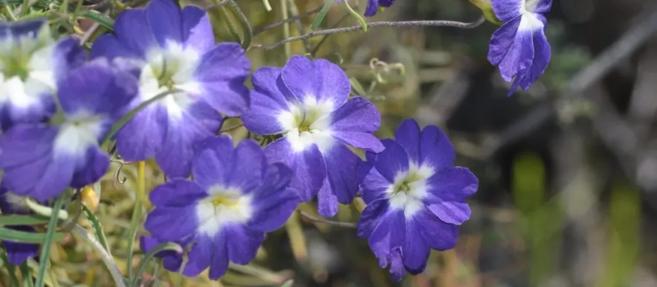 Azure nasturtium