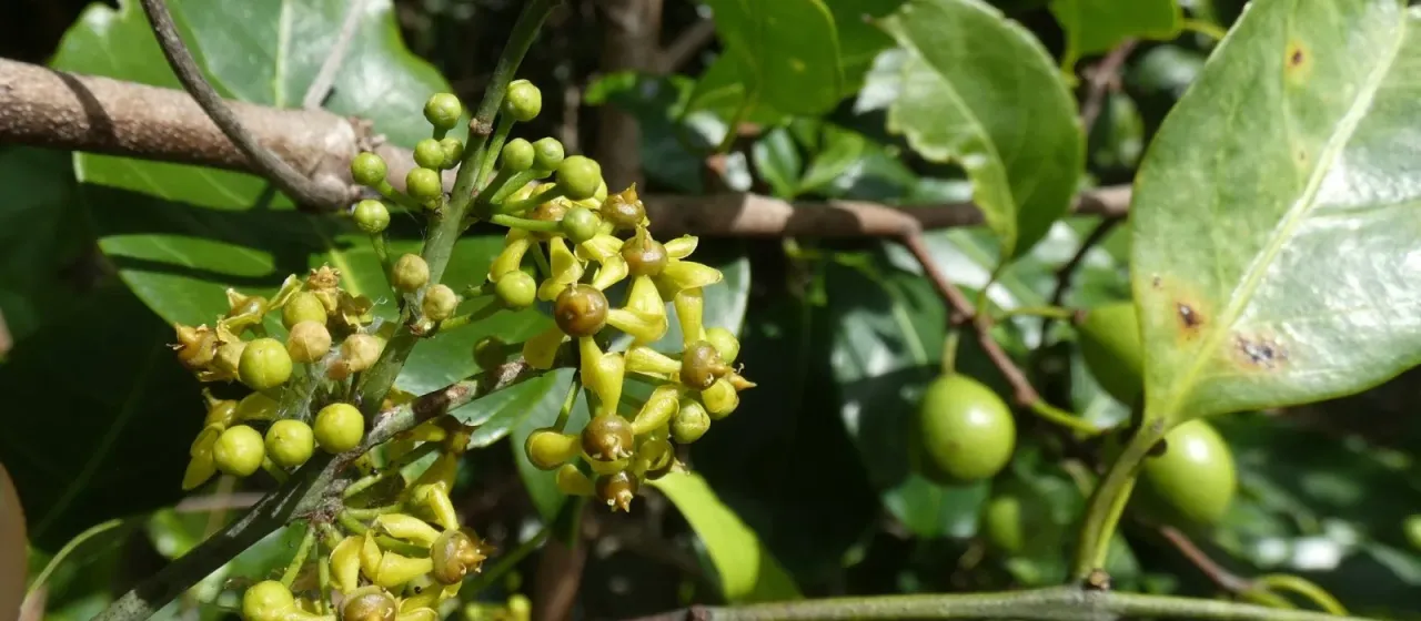 Salacia chinensis