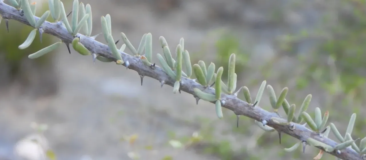 Alluaudiopsis fiherenensis