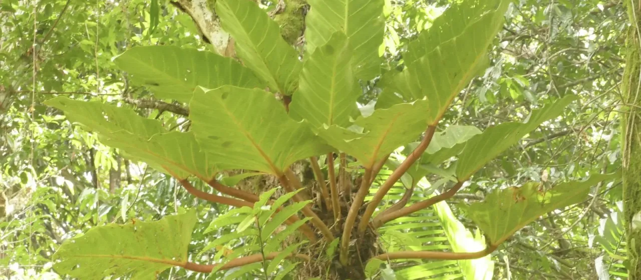 Philodendron melinonii