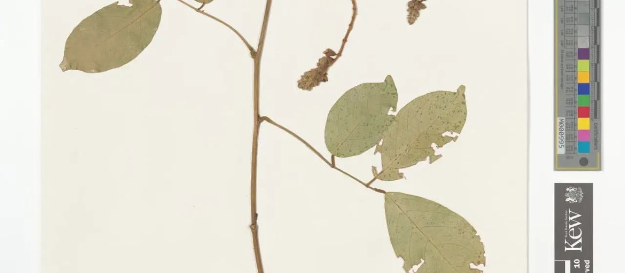 Callerya eriantha