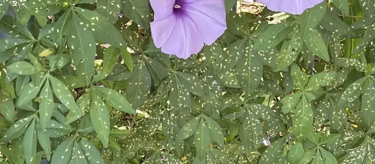Cairo morning glory