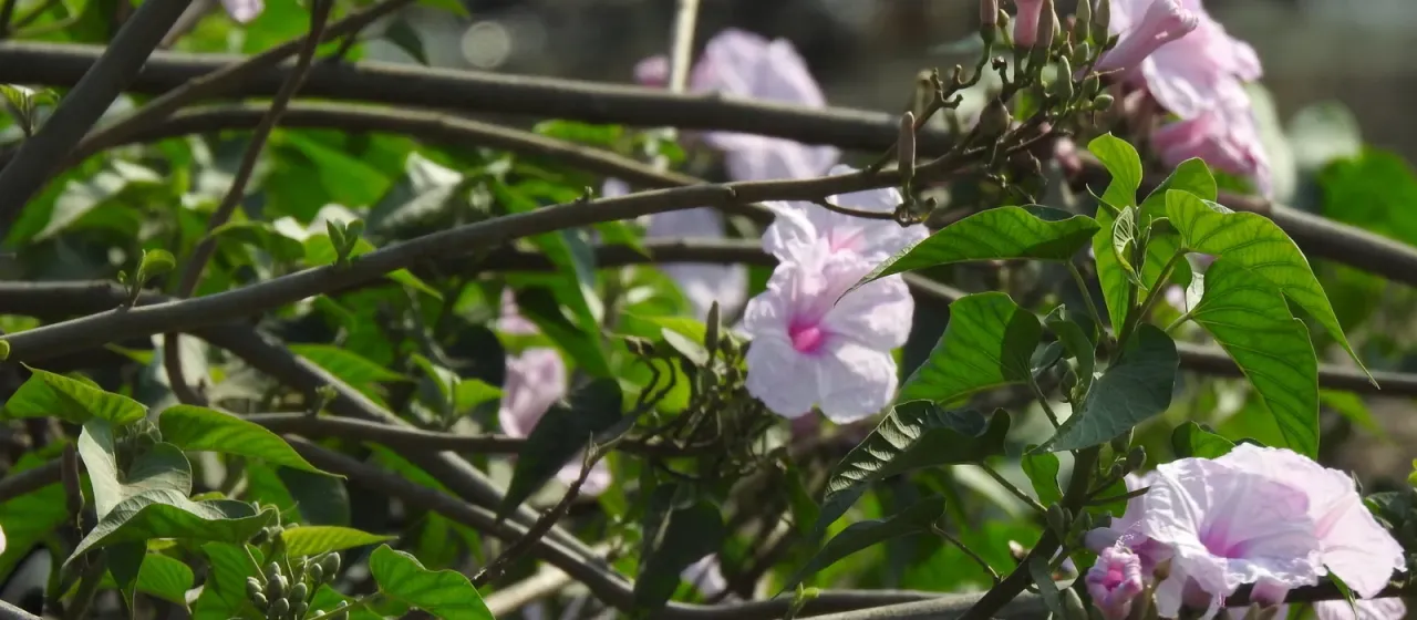 Bush morning-glory