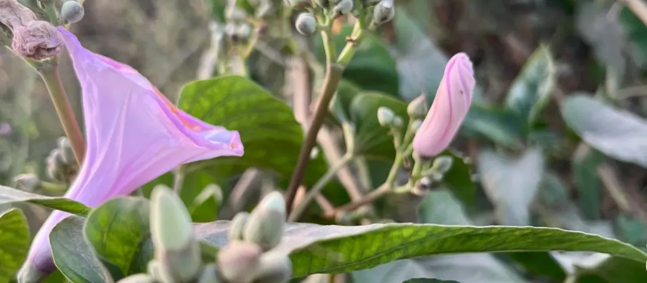 Bush morning-glory