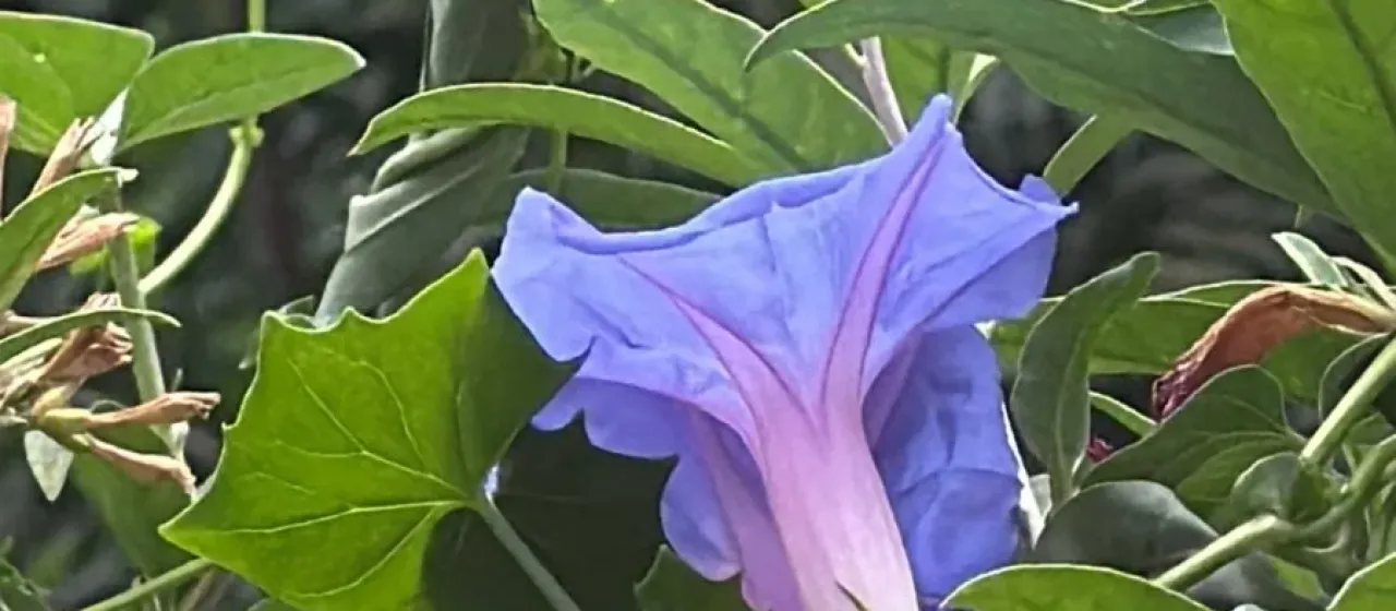 Blue dawn flower