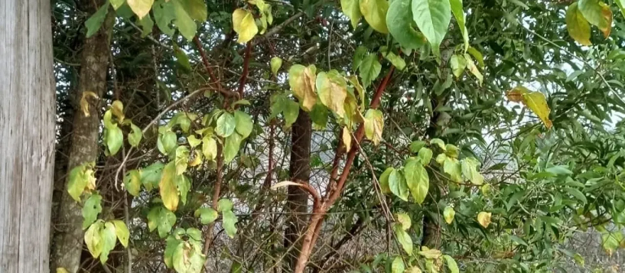 Vangueria apiculata