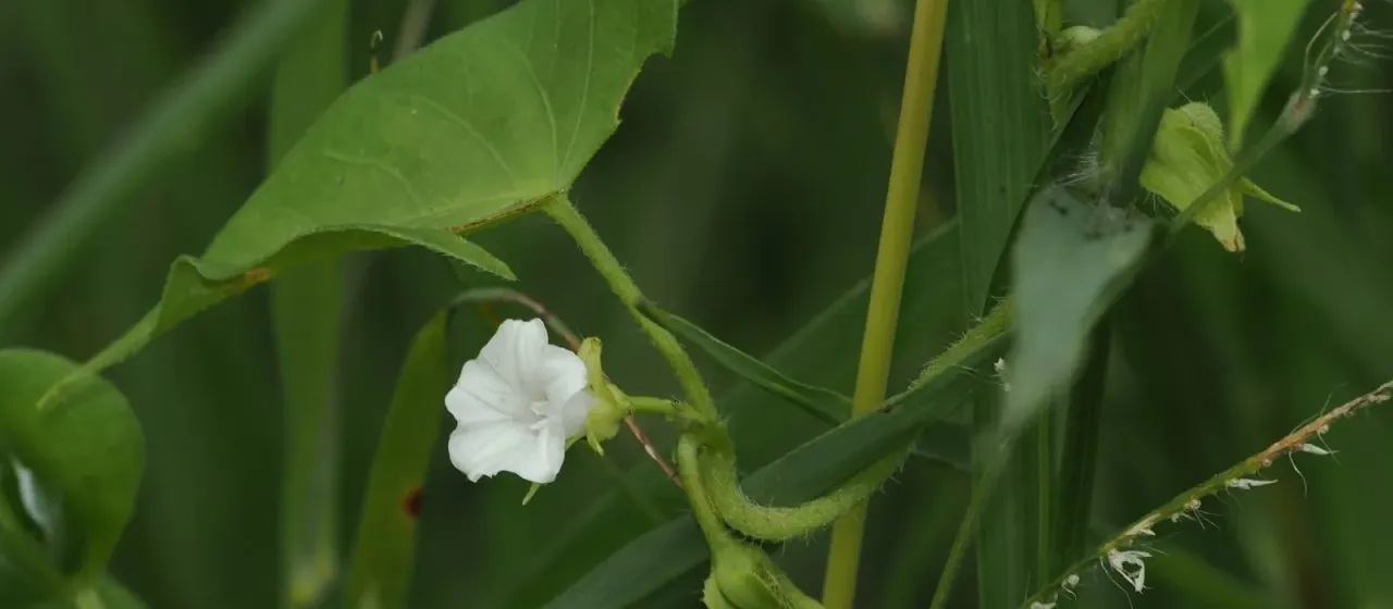 Ipomoea plebeia
