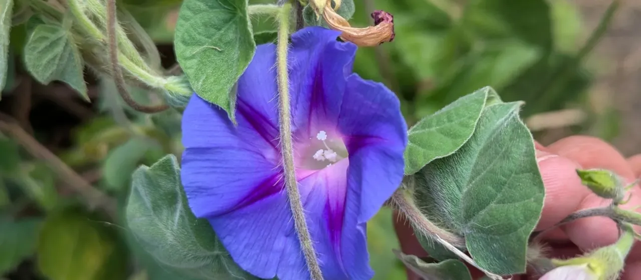 Common morning glory