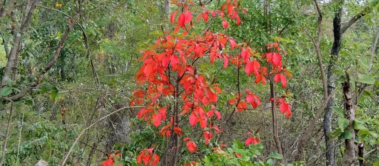 Hymenodictyon floribundum