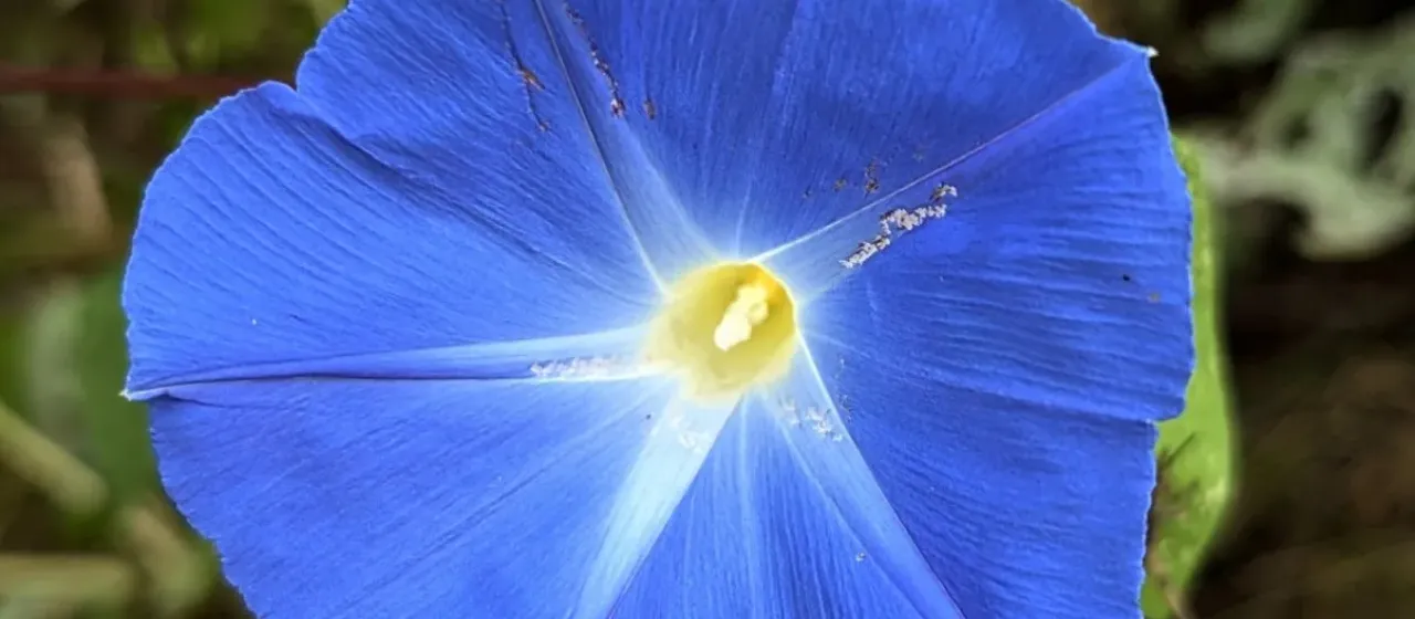 Morning glory
