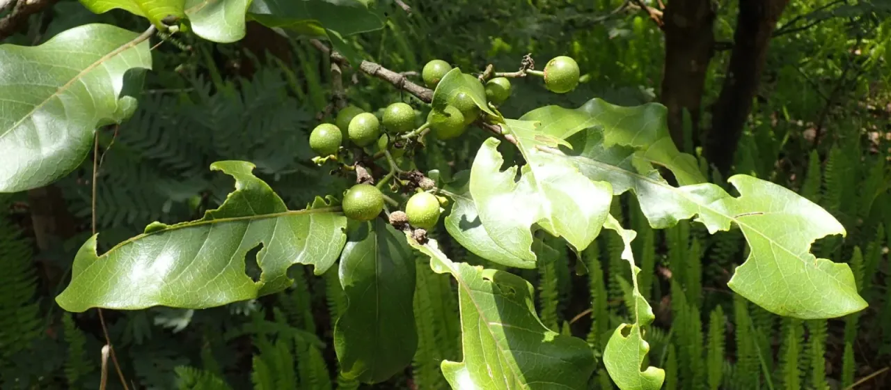 Canthium lactescens
