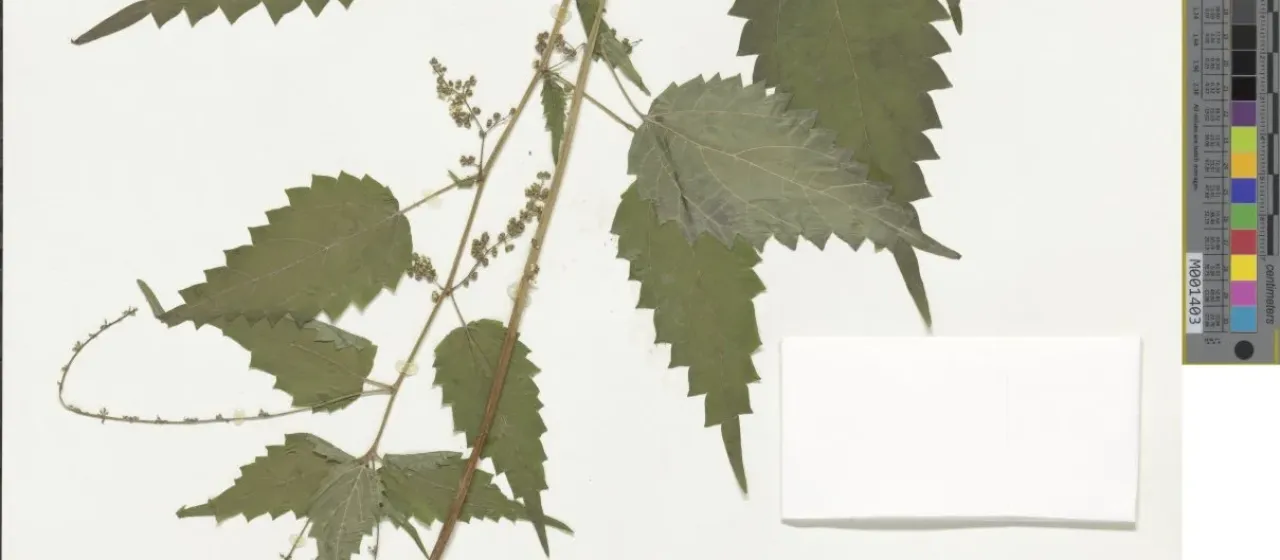Laportea cuspidata