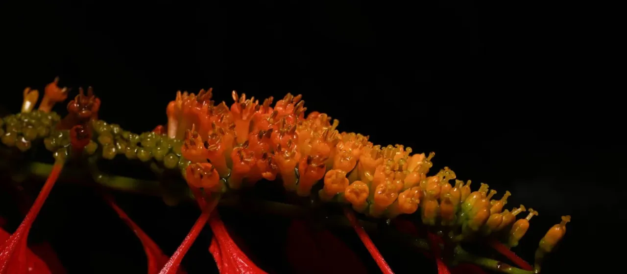 Warszewiczia coccinea