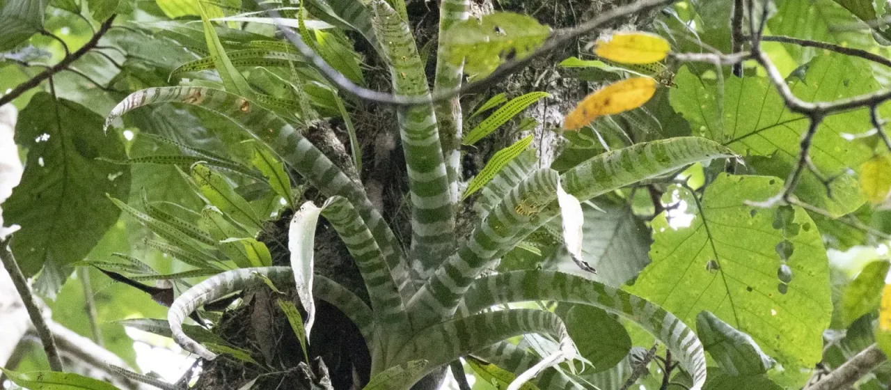 Aechmea zebrina