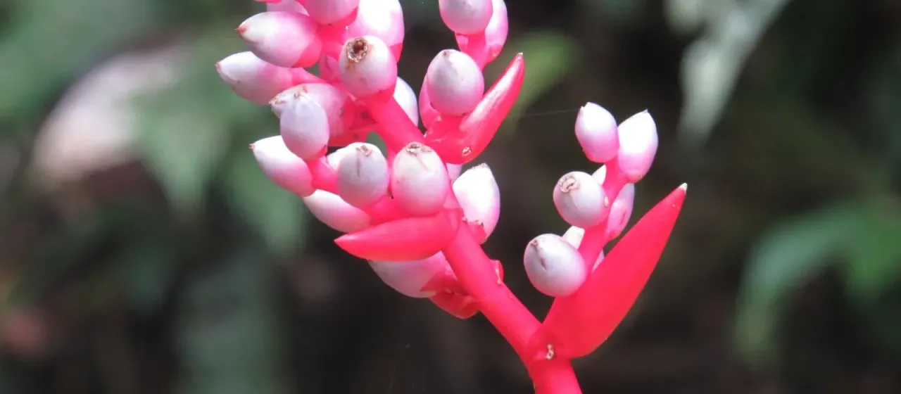 Aechmea weilbachii