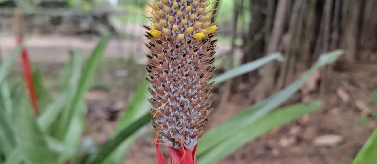 Aechmea pineliana