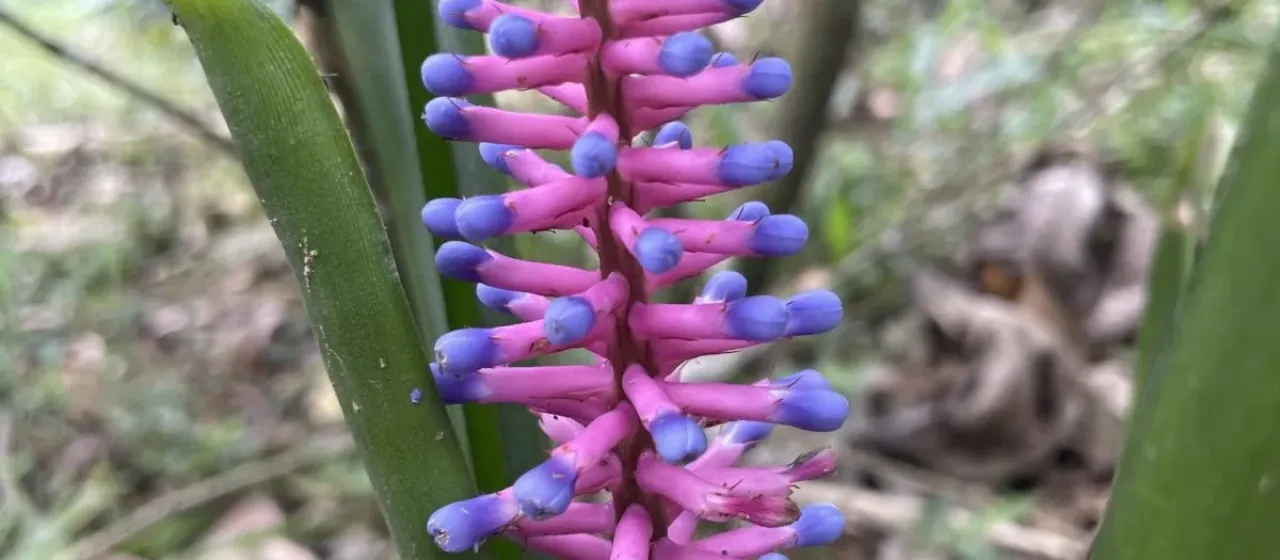 Matchstick bromeliad