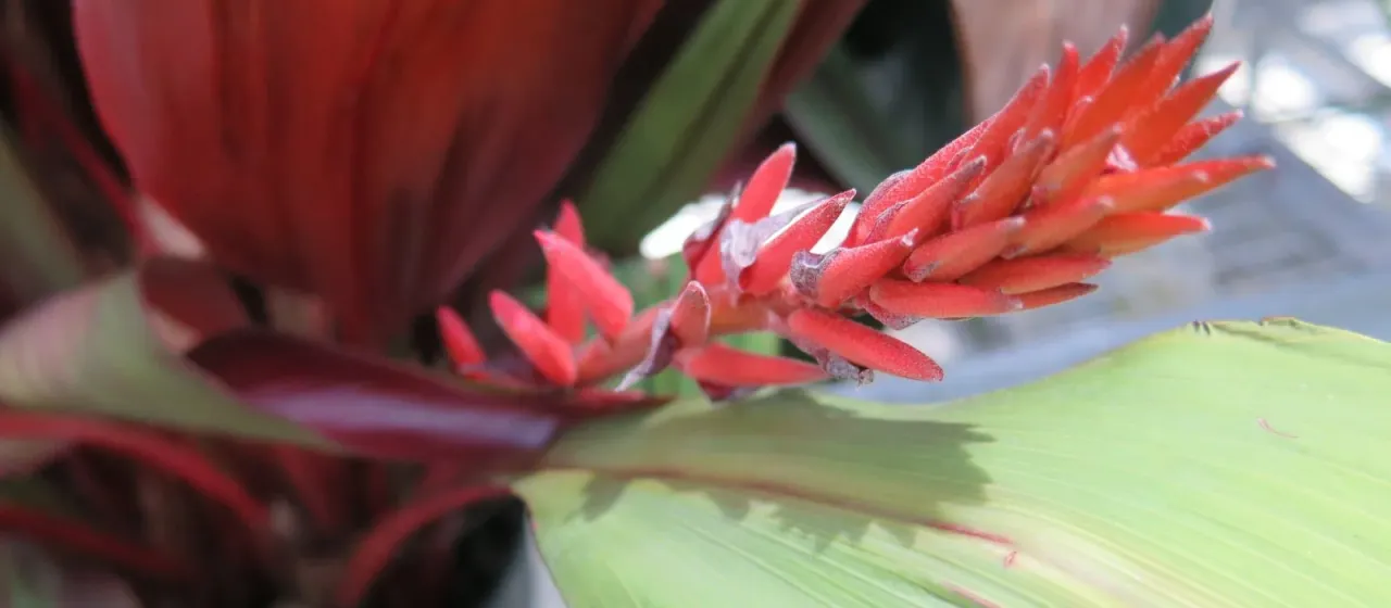 Pitcairnia sanguinea