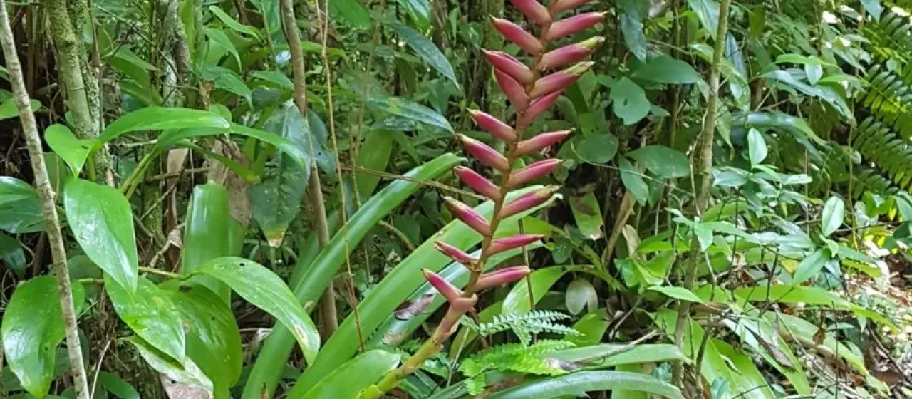 Vriesea ensiformis