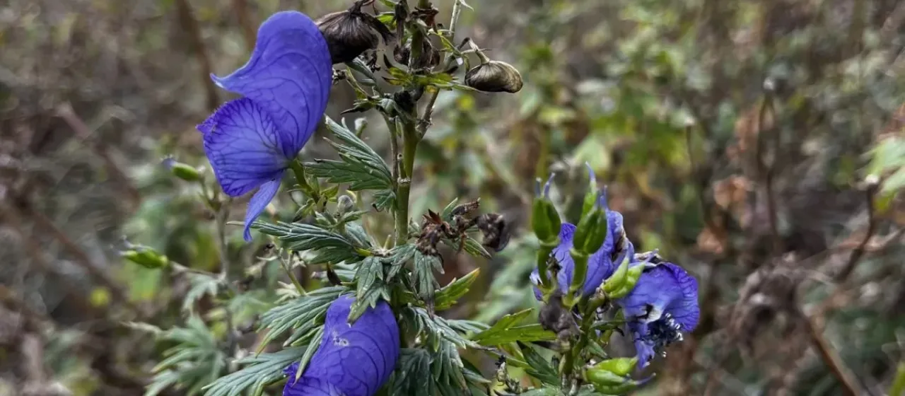 Aconitum cymbulatum