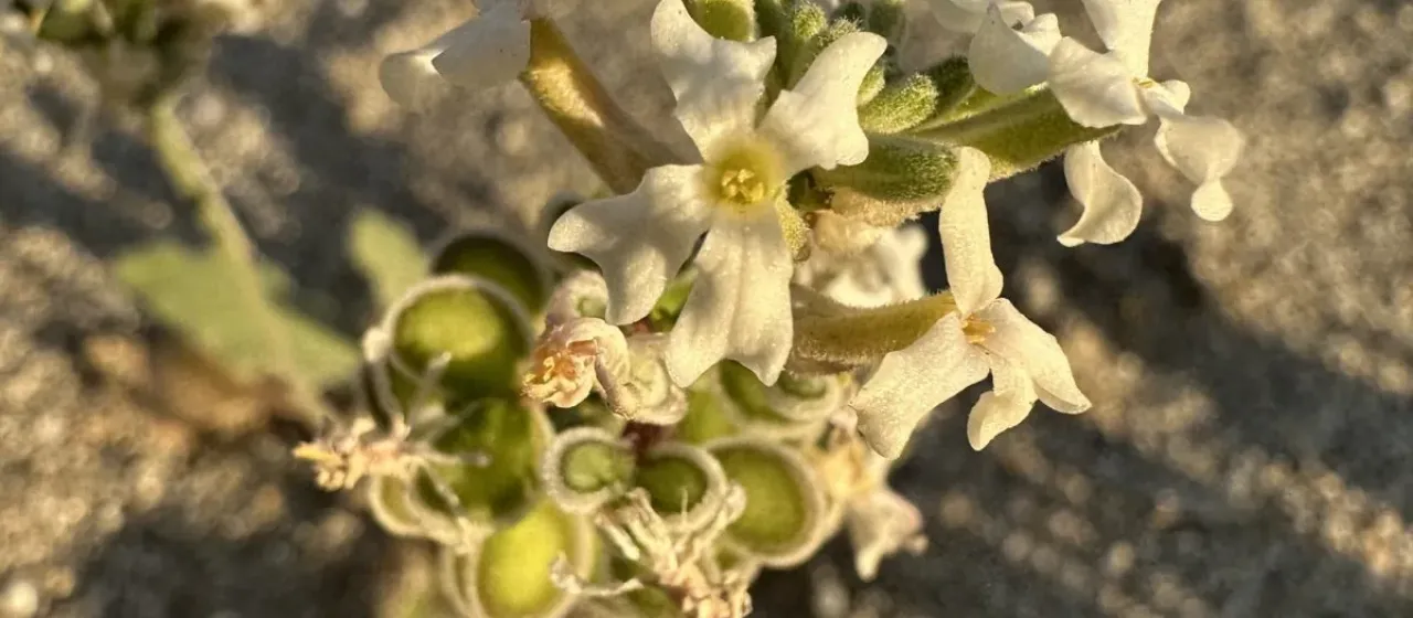 Dithyrea californica