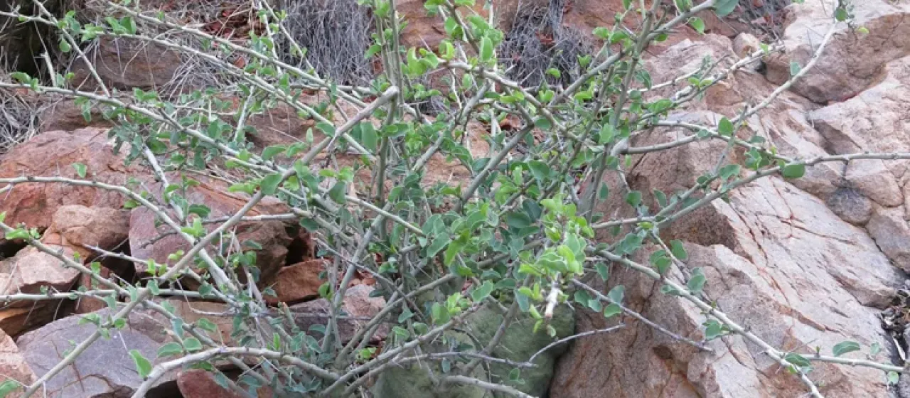 Adenia spinosa