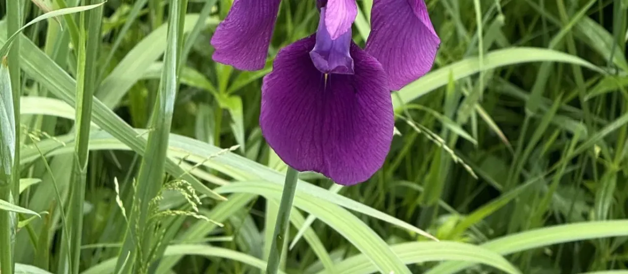 Japanese iris